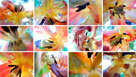  Blumenwand II/2013, 12 Fotografien auf LupuBond Classic, je 80 x 106,5 cm