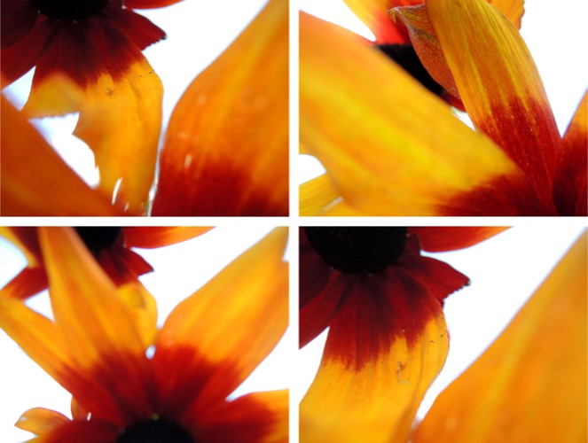 Blumen 4er Block III/2013, 4 Fotografien auf LupuBond Classic, je 90 x 120 cm