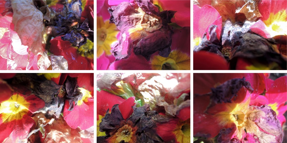 Blumen 6er Block II/2014, 6 Fotografien auf LupuBond Classic, je 90 x 120 cm