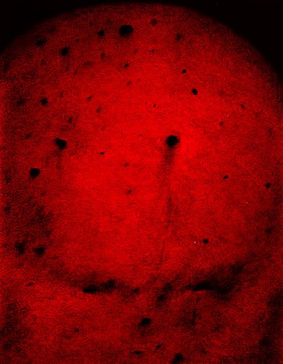 Suizid 26/75, 1975, Kugelschreiber/Acryl auf Leinwand, 110 x 85 cm
